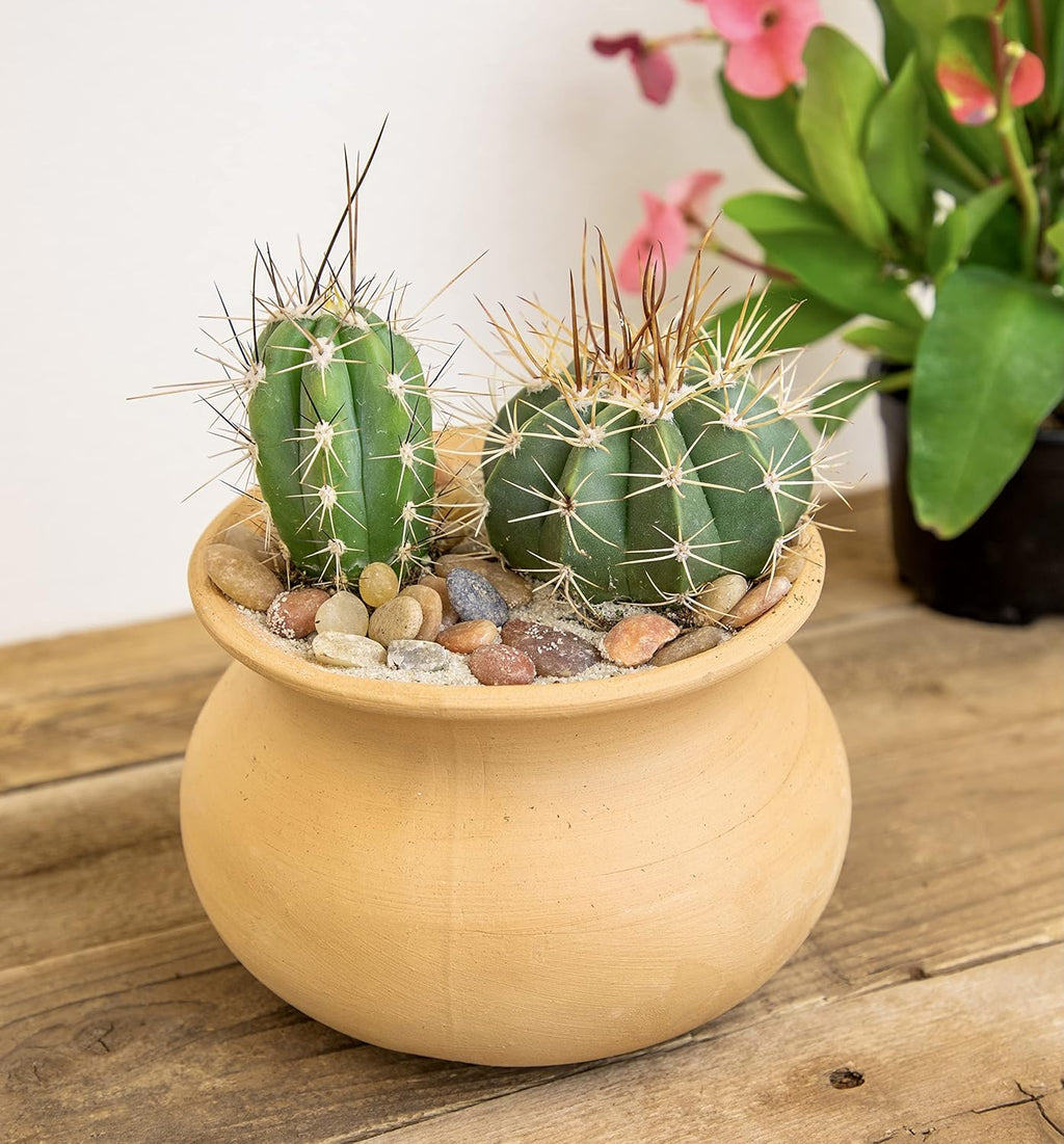Assorted Cactus Plants Live Cactus Decor (4PK) M915