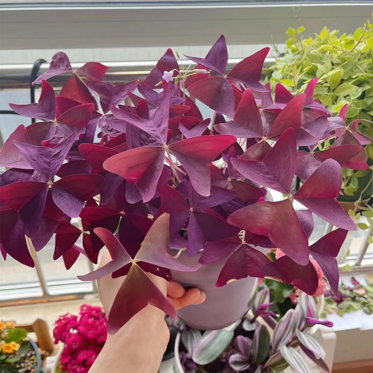 24 Purple Shamrocks Bulbs J36221