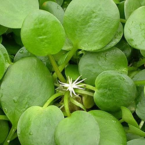 2 oz Duckweed Floating Pond Plant U9302