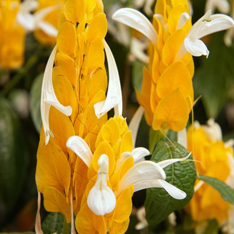 2 Golden Shrimp Plants, 3 to 6 Inc Long N296592