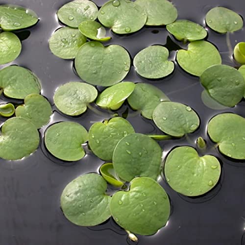 2 oz Duckweed Floating Pond Plant U9302
