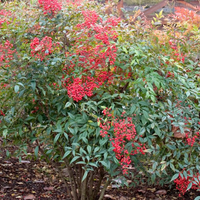 Ornamental Nandina Plant Live in Quart Pot E549849