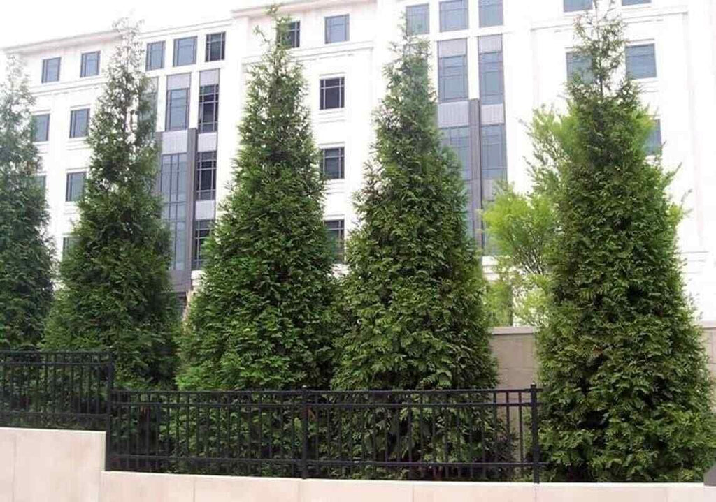 2.5" Pots Thuja Green Giant Arborvitae Trees L89314