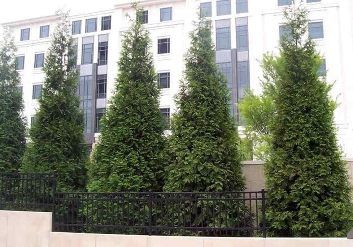 2.5" Pots Thuja Green Giant Arborvitae Trees L89314