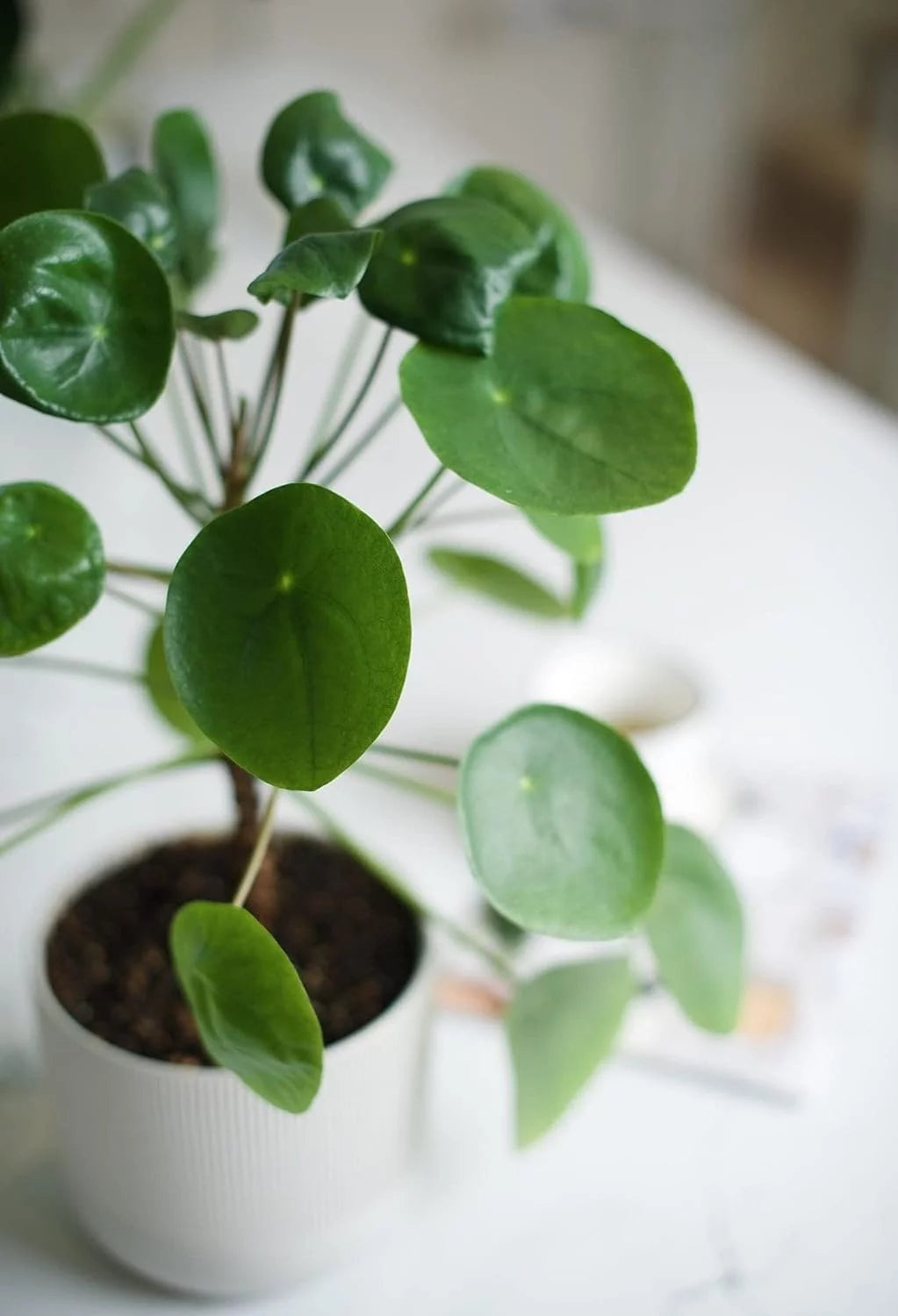 Chinese Money Plant - 1 Live Starter Plant - Pilea Peperomioides - Indoor Houseplant Y37957