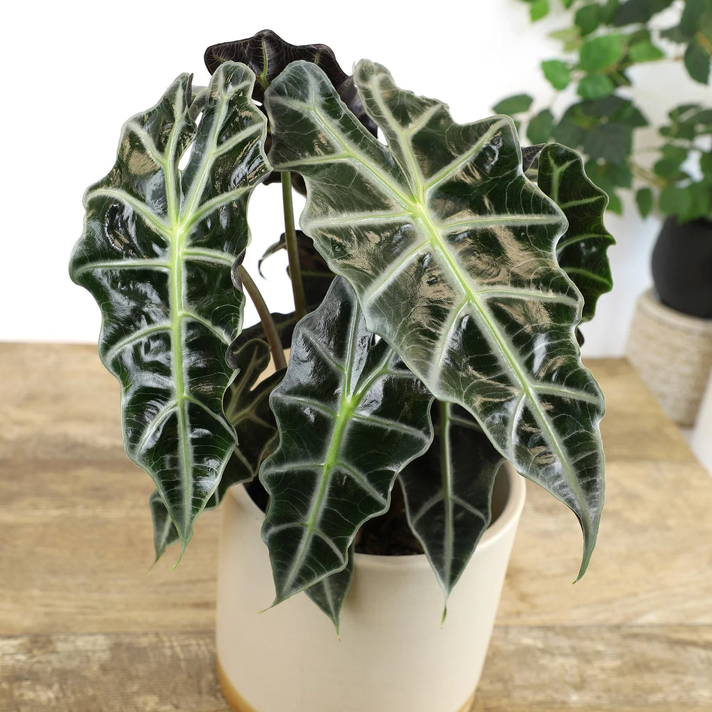 6" Alocasia Amazonica Polly Elephant Ear Plant K911083