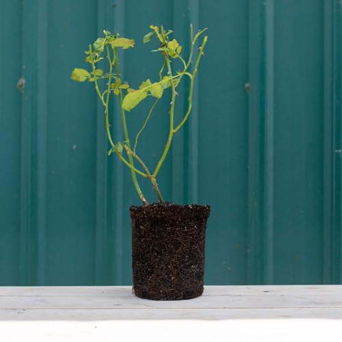 One Gallon Pink Climbing Rose Bush A847616