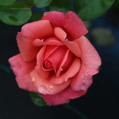 One Gallon Pink Climbing Rose Bush A847616