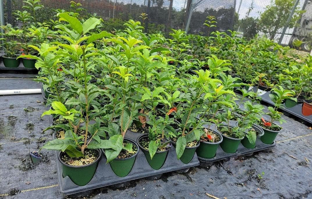 Orange Fragrant Tea Olive Live Plant (1 QT) A73989