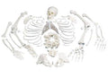 Anatomical Disarticulated Full Human Skeleton W674