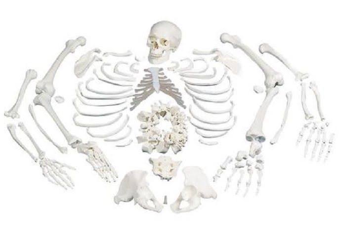 Anatomical Disarticulated Full Human Skeleton W674