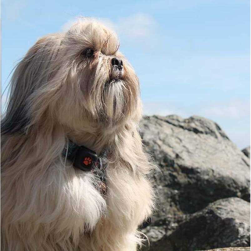 Dog Activity and Fitness Monitor Z4267