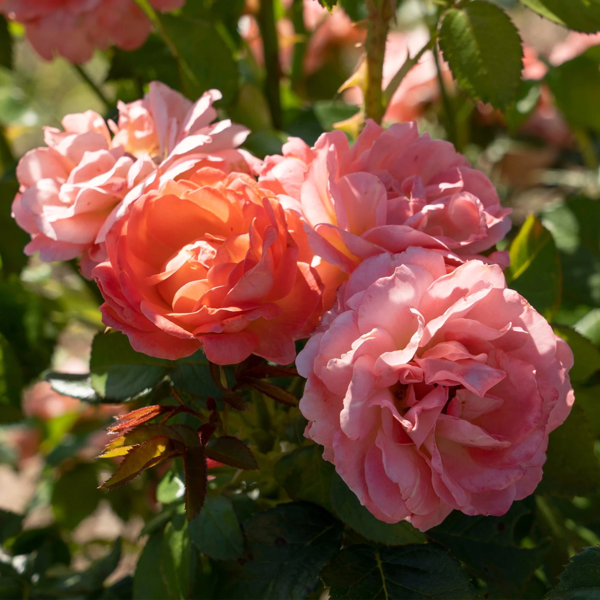 Orange Flowers Live Shrub (1 Gallon) S716