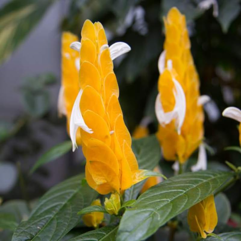 2 Golden Shrimp Plants, 3 to 6 Inc Long N296592