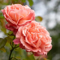 One Gallon Pink Climbing Rose Bush A847616