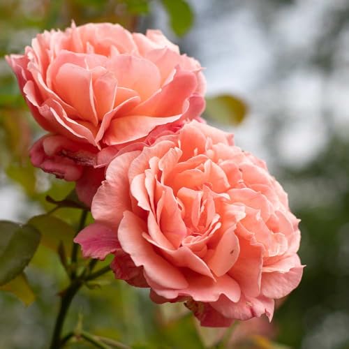 One Gallon Pink Climbing Rose Bush A847616