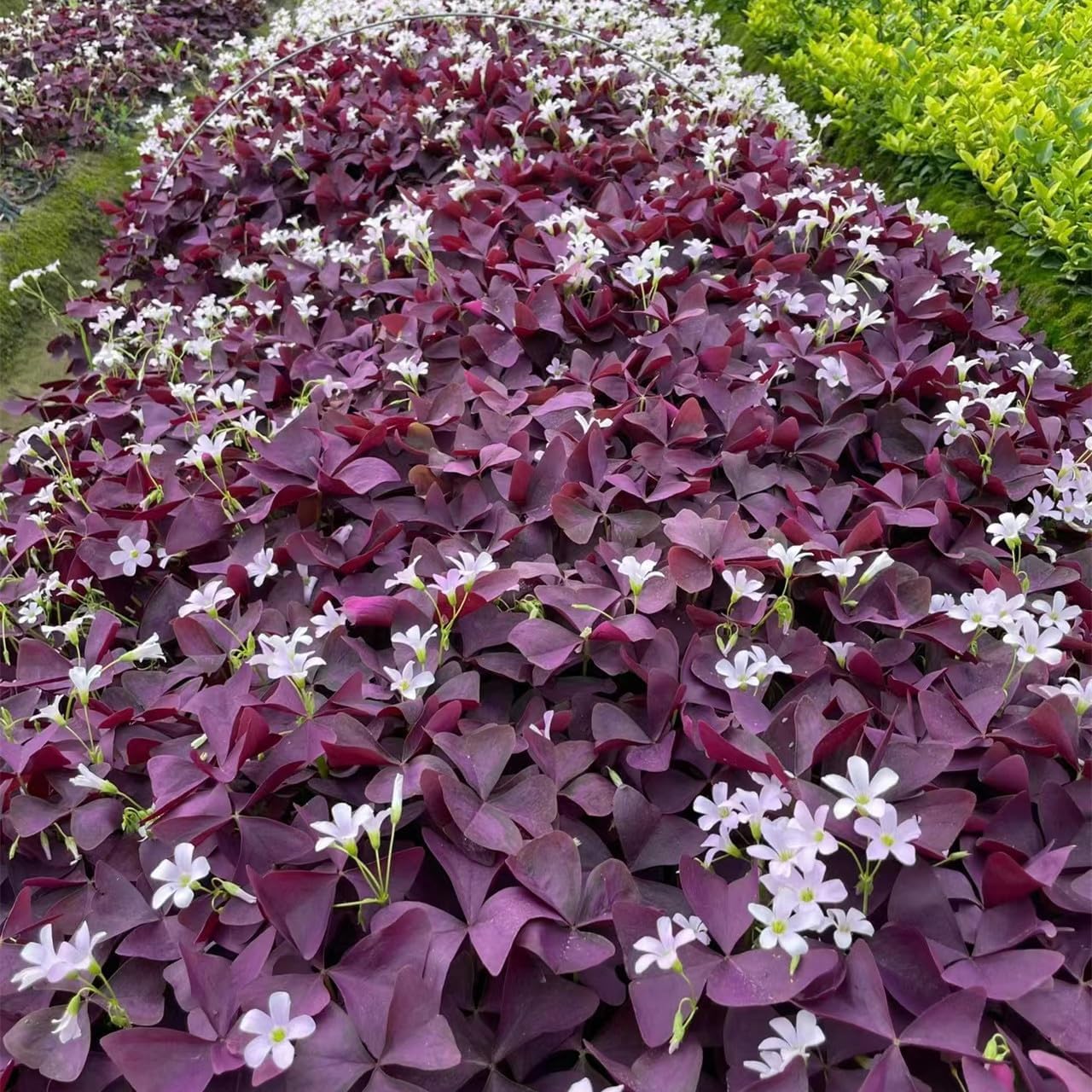 24 Purple Shamrocks Bulbs J36221