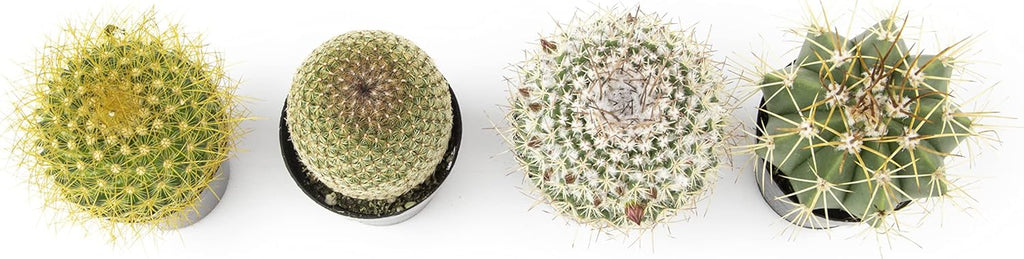 Assorted Cactus Plants Live Cactus Decor (4PK) M915
