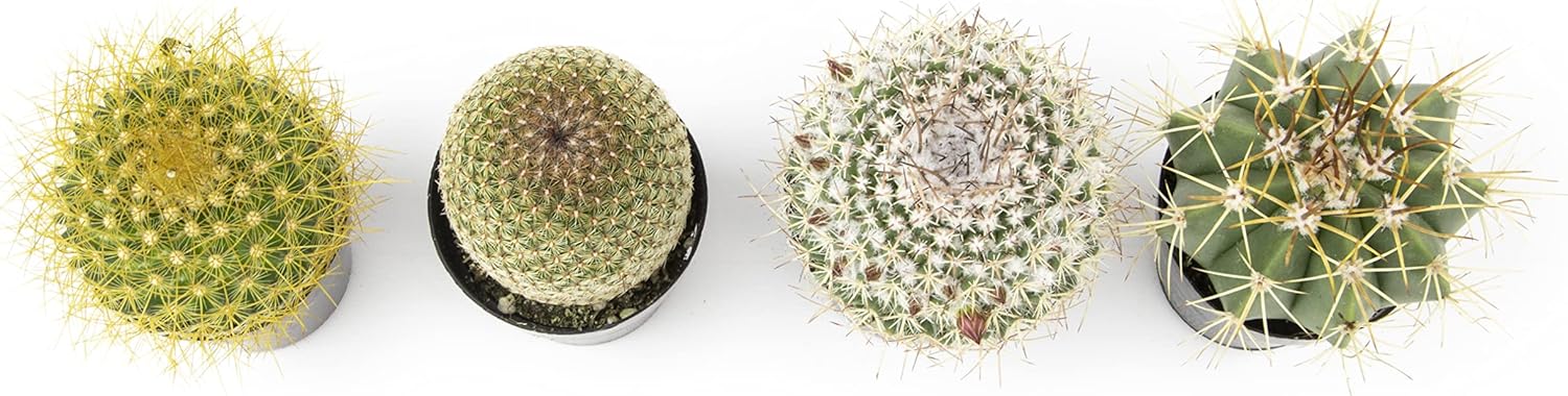 Assorted Cactus Plants Live Cactus Decor (4PK) M915