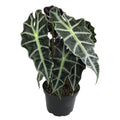 6" Alocasia Amazonica Polly Elephant Ear Plant K911083