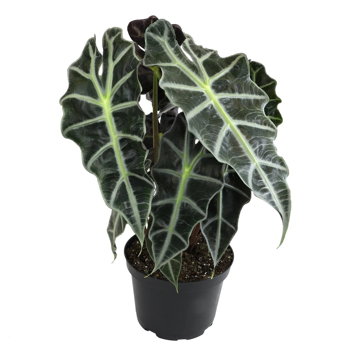 6" Alocasia Amazonica Polly Elephant Ear Plant K911083