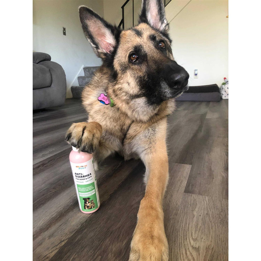 Anti-Diarrhea for Dogs & Cats V37429
