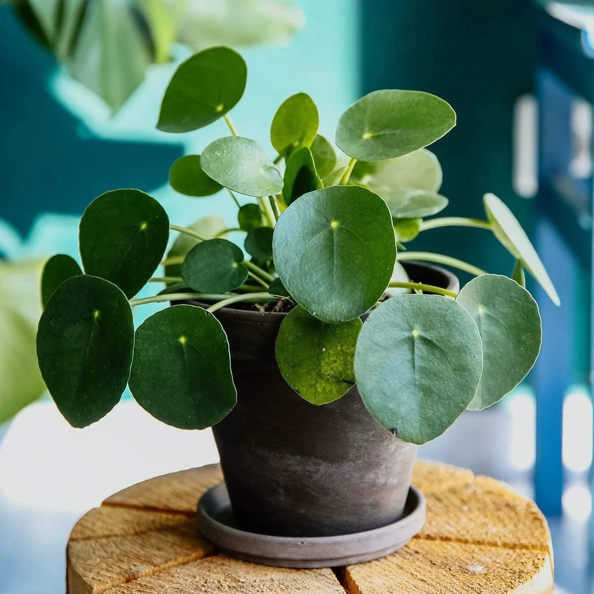 Chinese Money Plant - 1 Live Starter Plant - Pilea Peperomioides - Indoor Houseplant Y37957