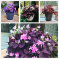 24 Purple Shamrocks Bulbs J36221