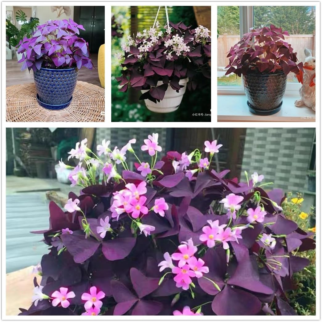 24 Purple Shamrocks Bulbs J36221