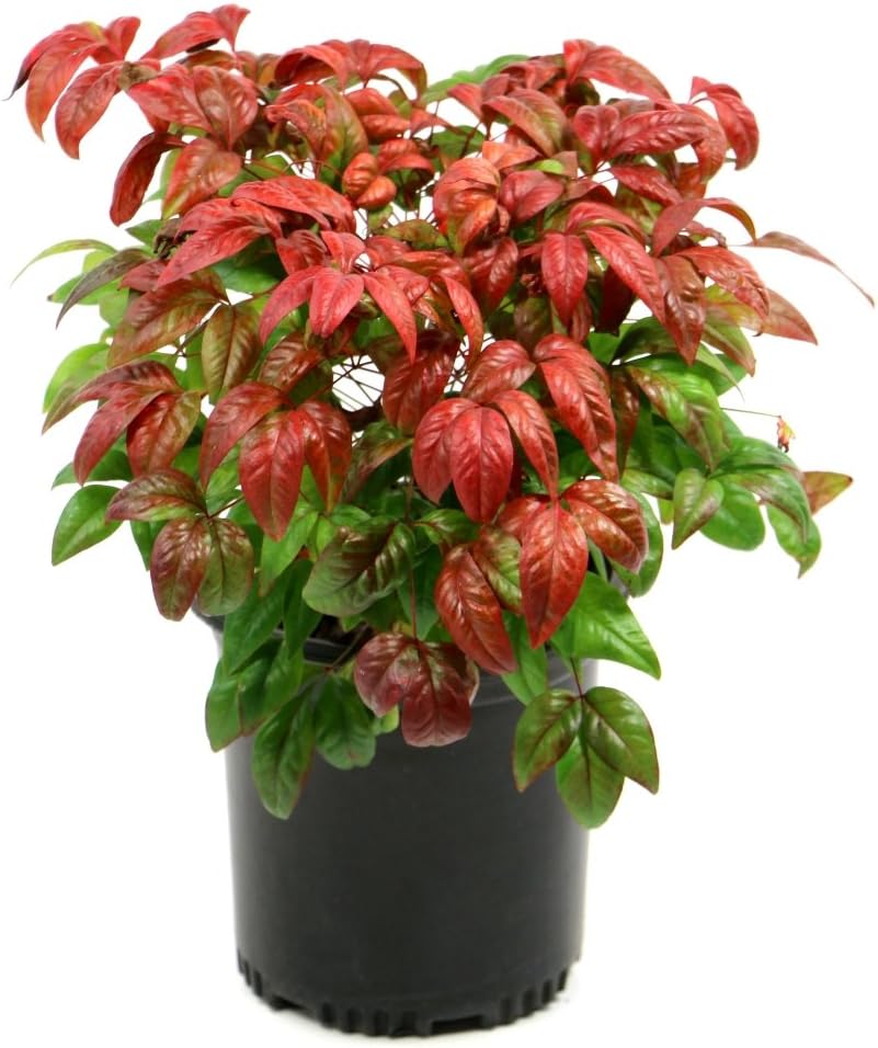1 Piece Evergreen Plant, 3 Quart Trade Gallon pot K668811