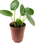 Chinese Money Plant - 1 Live Starter Plant - Pilea Peperomioides - Indoor Houseplant Y37957