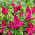 Pink Flowering Butterfly Bush (1.5 gal) H4847