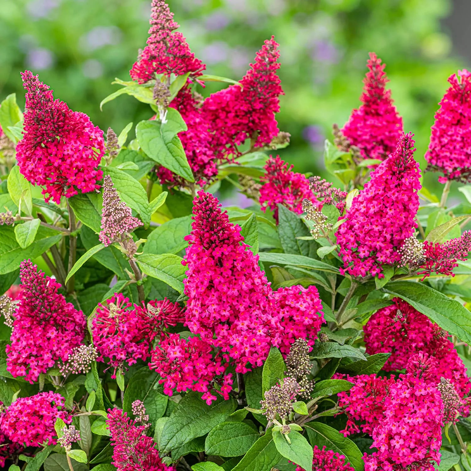 Pink Flowering Butterfly Bush (1.5 gal) H4847