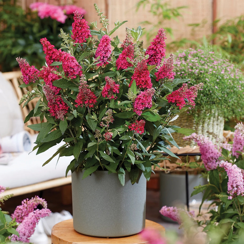 Pink Flowering Butterfly Bush (1.5 gal) H4847