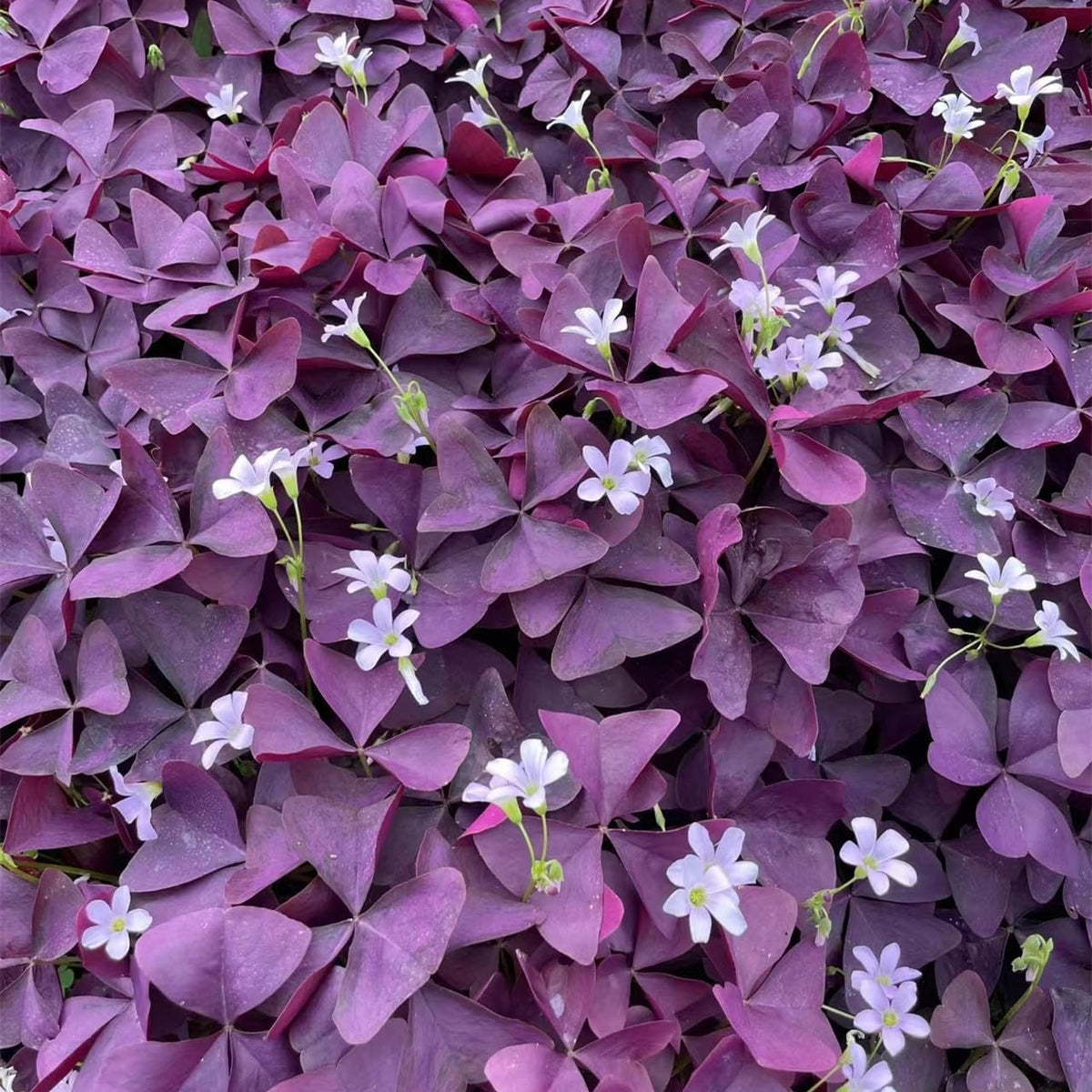 24 Purple Shamrocks Bulbs J36221