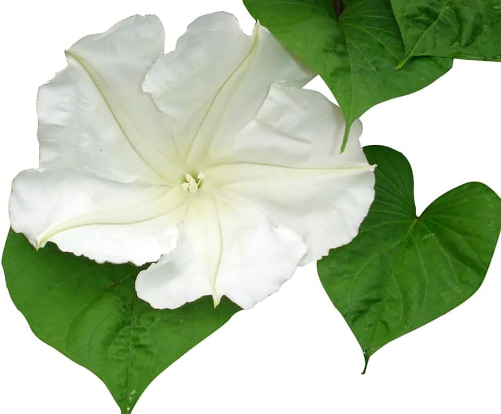 White Moonflower Vine Seeds K808507