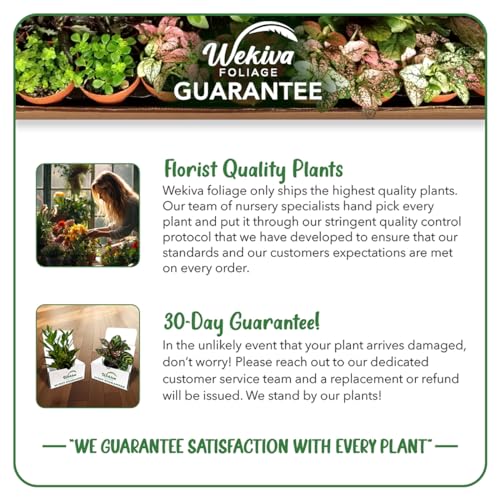 Live Starter Plant in a 2 Inch Pot - Edible Fruit Bearing Tree T726