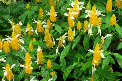 2 Golden Shrimp Plants, 3 to 6 Inc Long N296592