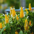 2 Golden Shrimp Plants, 3 to 6 Inc Long N296592