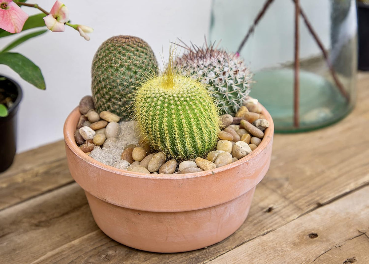 Assorted Cactus Plants Live Cactus Decor (4PK) M915