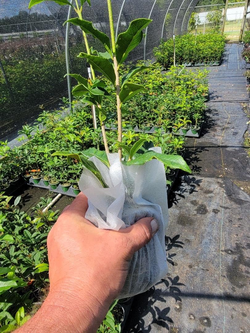 Orange Fragrant Tea Olive Live Plant (1 QT) A73989