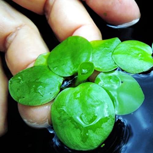 2 oz Duckweed Floating Pond Plant U9302