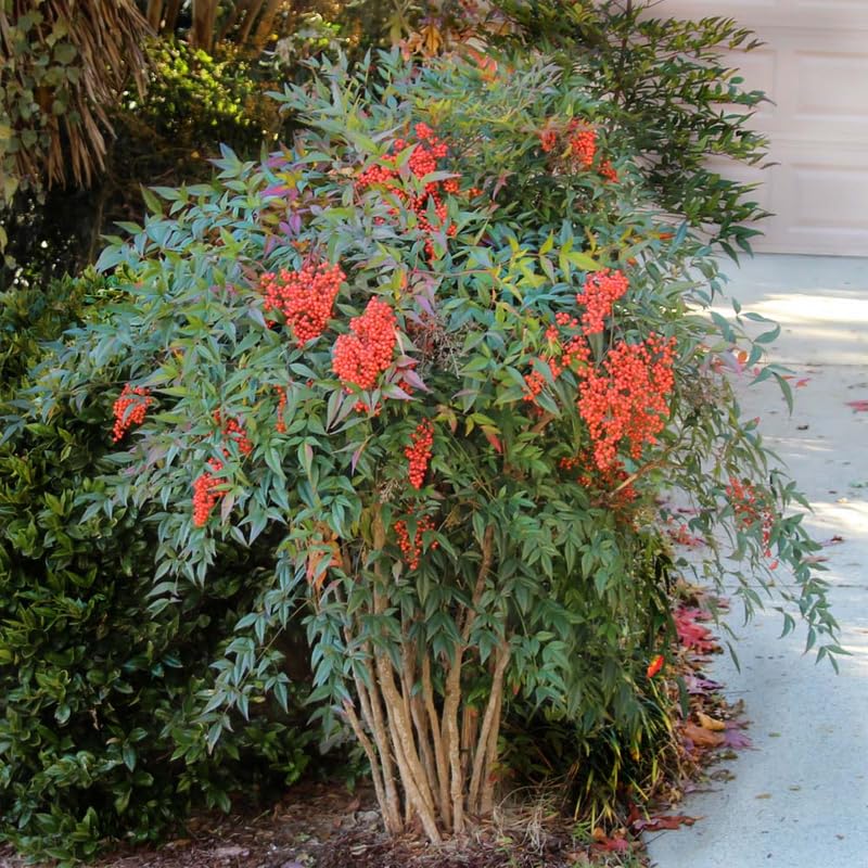 Ornamental Nandina Plant Live in Quart Pot E549849