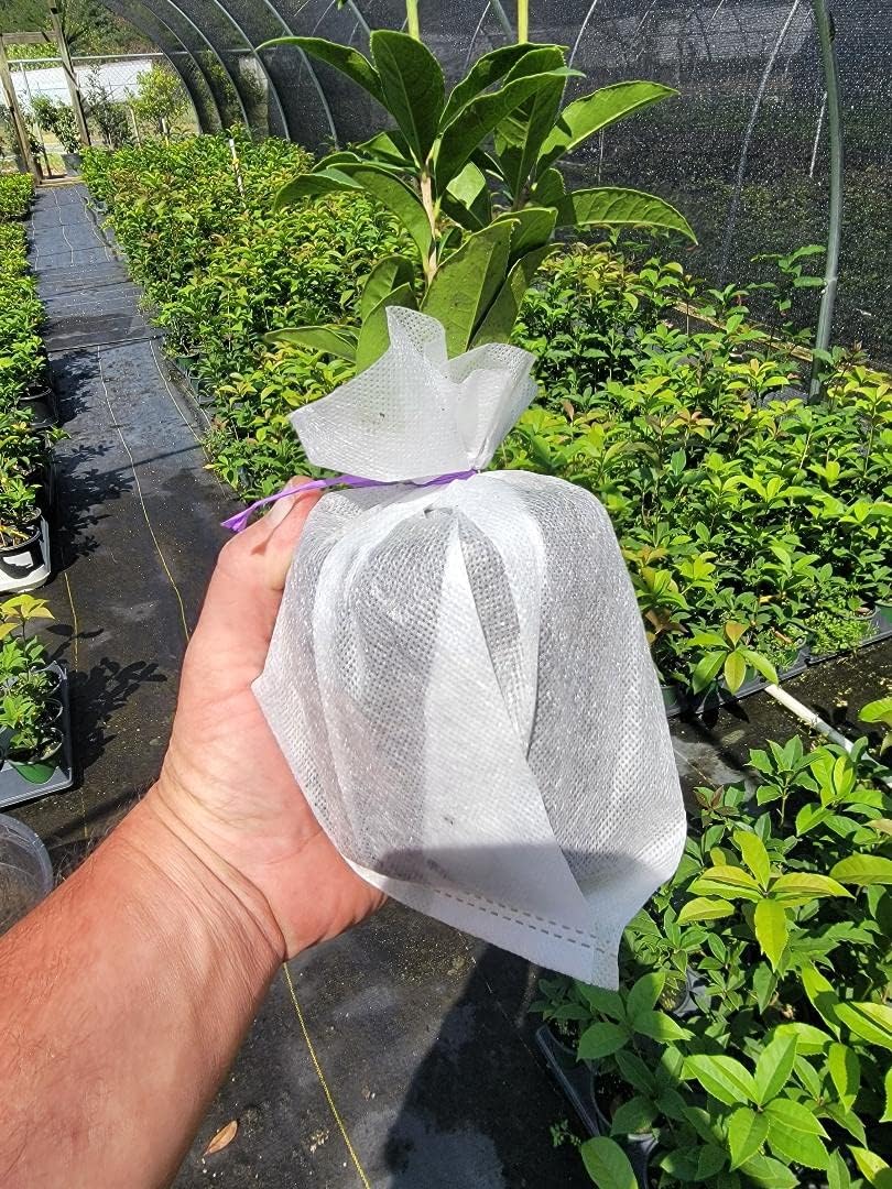 Orange Fragrant Tea Olive Live Plant (1 QT) A73989