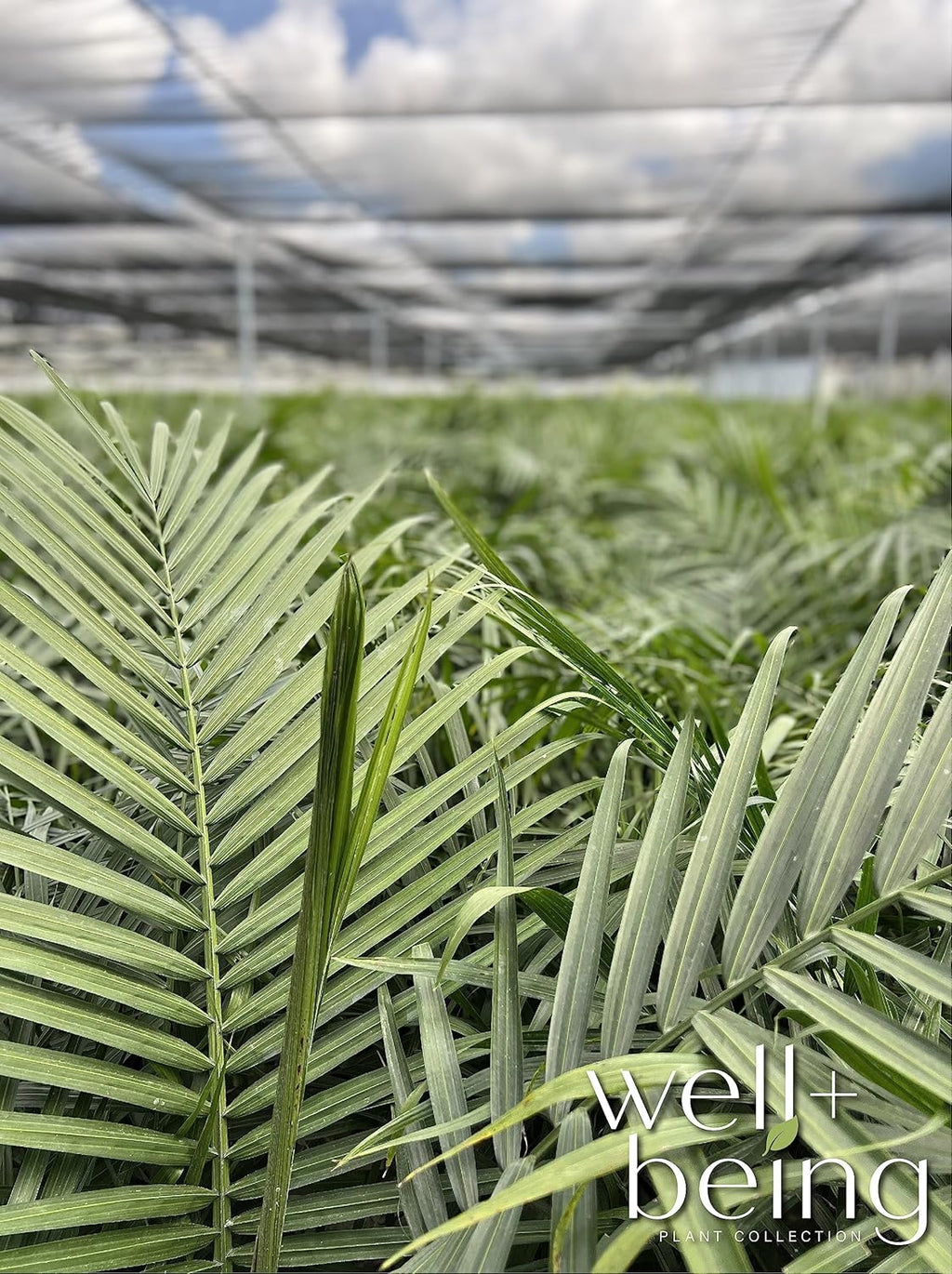 Majesty Palm Live Plant in Growers Pot, 3-4 Feet Tall O60851
