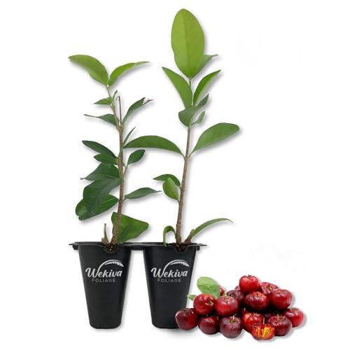 Live Starter Plant in a 2 Inch Pot - Edible Fruit Bearing Tree T726