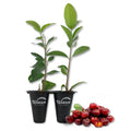 Live Starter Plant in a 2 Inch Pot - Edible Fruit Bearing Tree T726