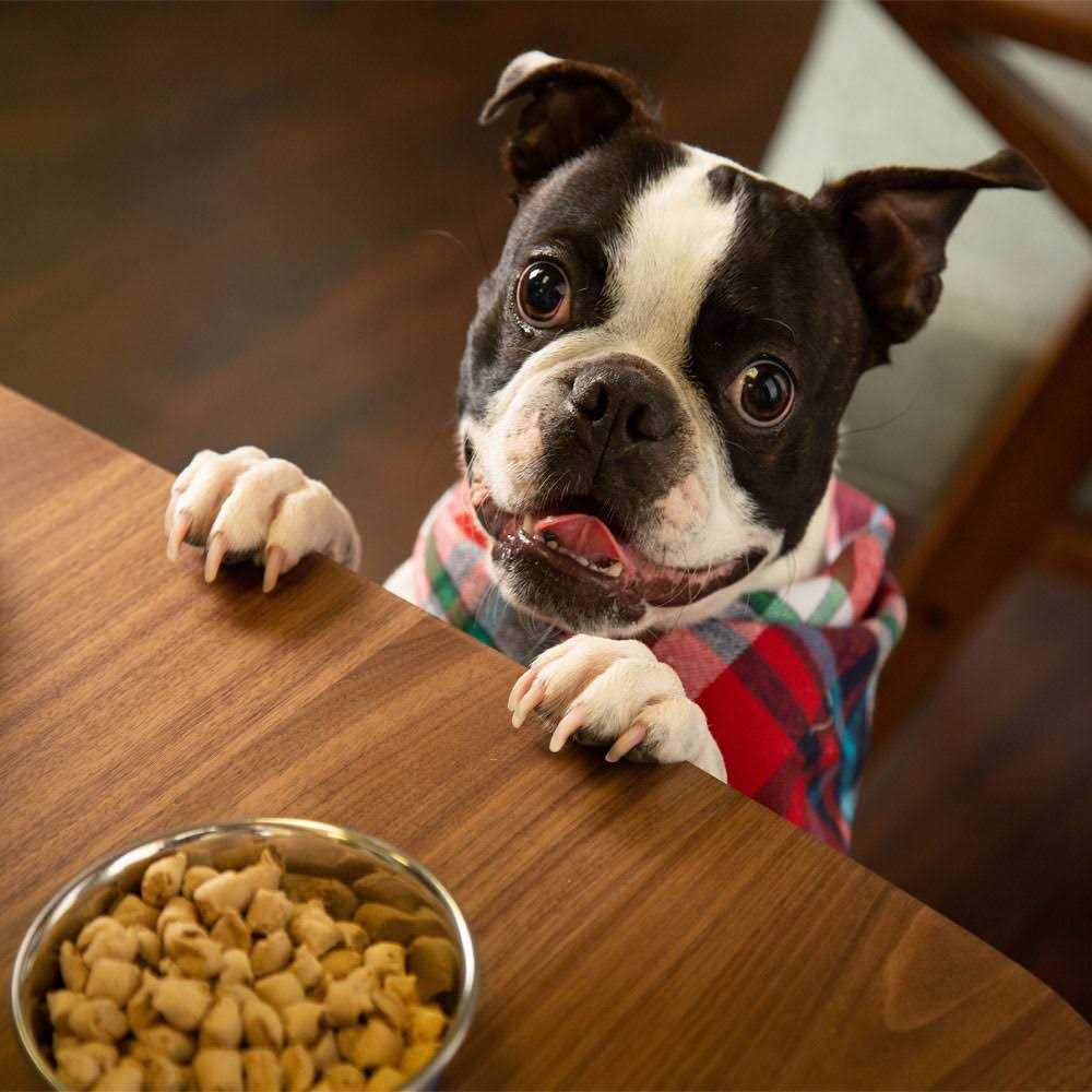 Freeze Dried Raw Nature's Blend Small Breed Dog Food P825