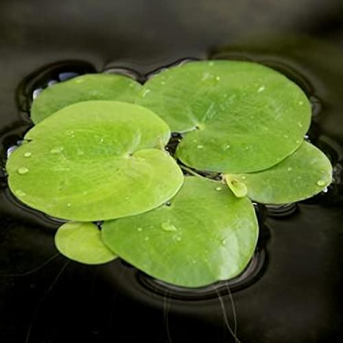 2 oz Duckweed Floating Pond Plant U9302