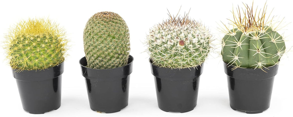 Assorted Cactus Plants Live Cactus Decor (4PK) M915